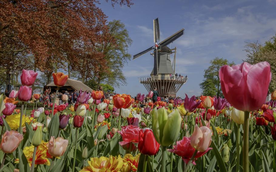 Keukenhof, the world's largest spring garden, opens for the season March 21 in Lisse, Netherlands.