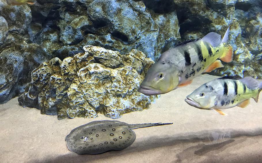 The brand new DMM Kariyushi Aquarium, located in the new Iias Okinawa Toyosaki mall in southern Okinawa, offers an alternative aquarium experience to Okinawa Churaumi Aquarium that is equally fun and entertaining for children and families.