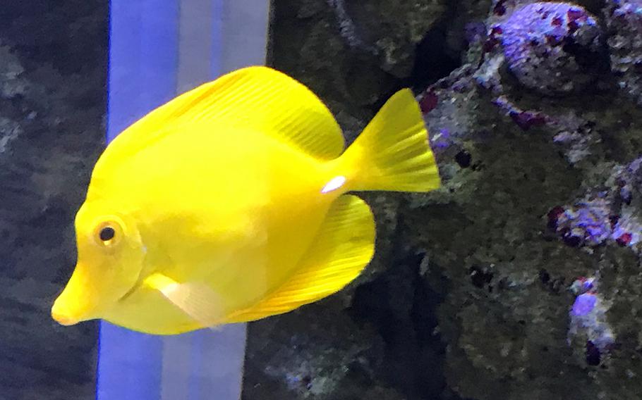 Walk above or through an Okinawa reef at the brand new DMM Kariyushi Aquarium, located in the new Iias Okinawa Toyosaki mall in southern Okinawa, seen here on Sept. 26, 2020. 