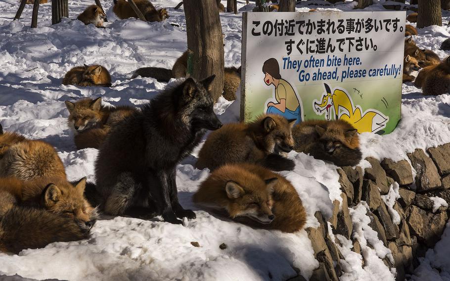 Foxes at Zao Fox Village in Shioisho, Japan, gather at the entrace hoping for a handout as visitors enter their sanctuary on Dec. 18, 2020. 