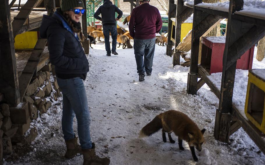 Rebekah Busch, an airman from Yokota Air Base, Japan, laughs as foxes skamper by at  Zao Fox Village in Shioisho, Japan, on Dec. 18, 2020.