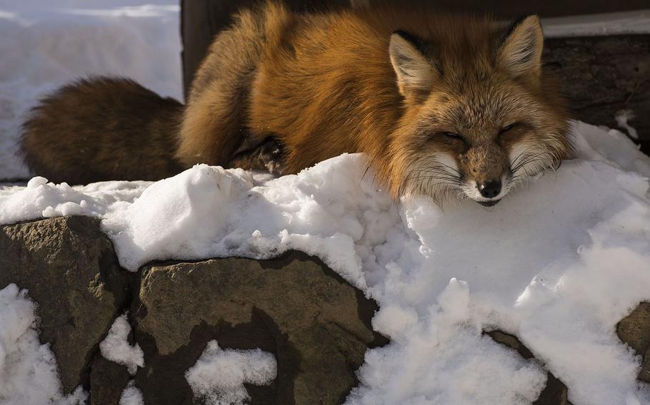 Sleeping foxes were a common sight at Zao Fox Village in Shioisho, Japan, on Dec. 18, 2020. 