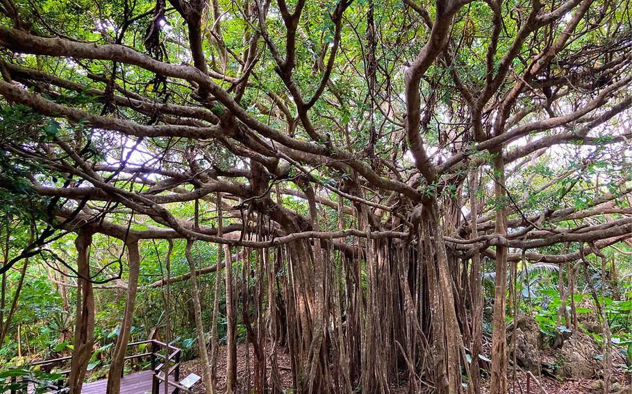 The forest trail at Yanbaru National Park Daisekirinzan on Okinawa features several 100-year-old banyan trees. 