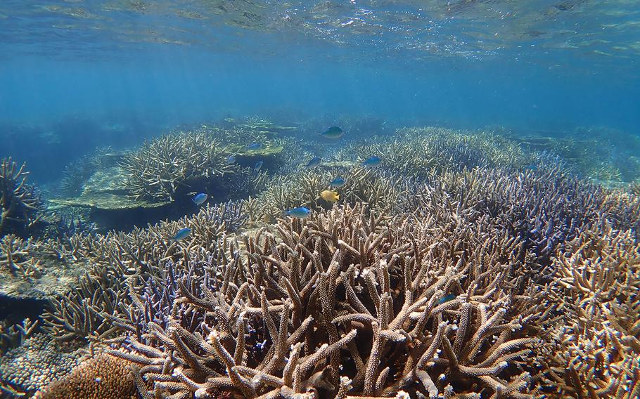 Iheya Island, with its abundance of coral, boasts one of the best snorkeling experiences on Okinawa. 