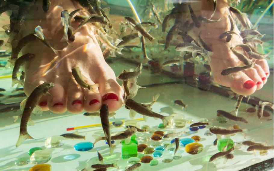 The Garra rufa species of fish is included in an pedicure service in many European locations.