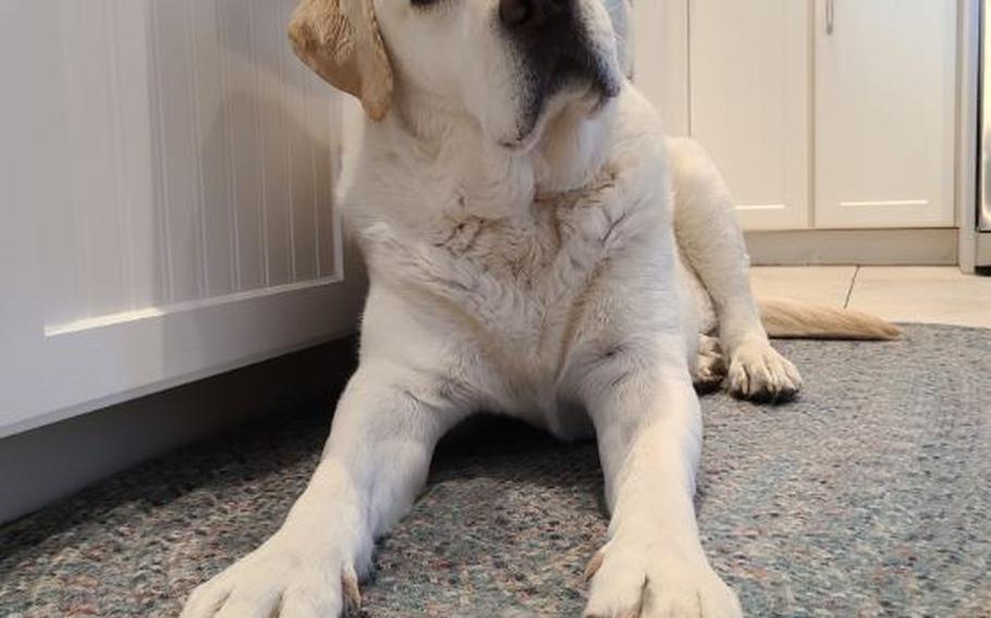 Moby, like all of his Labrador brethren, sheds profusely.