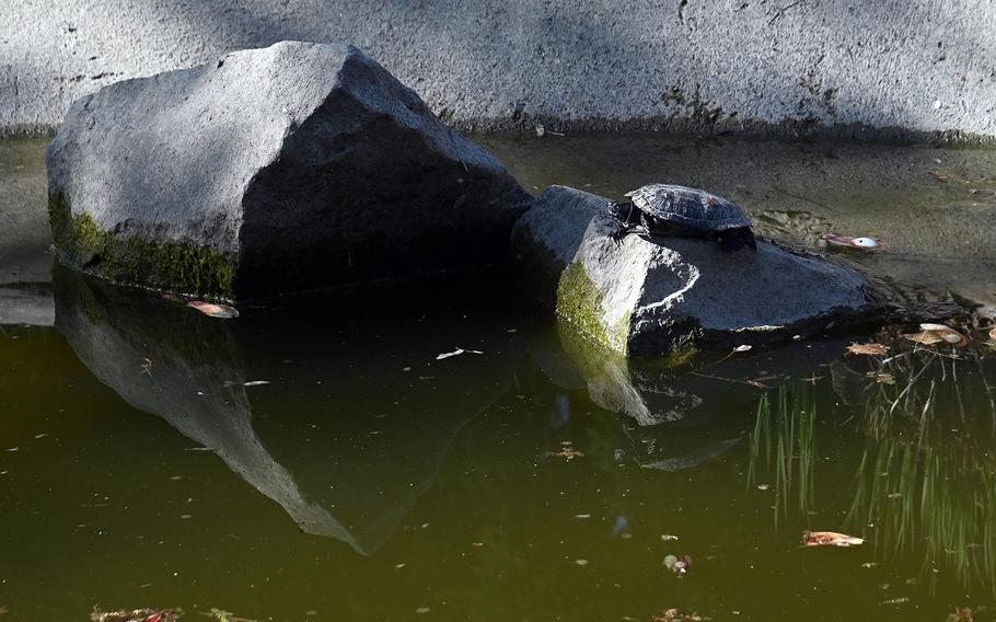 A turtle catches some rays on a rock in the pond at Verna Park in Ruesselsheim, Germany, in April 2021.



