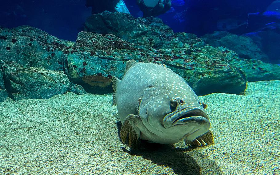 A giant grouper hangs out at the bottom of a 790,000 gallon tank at Sea Life Busan Aquarium in South Korea.