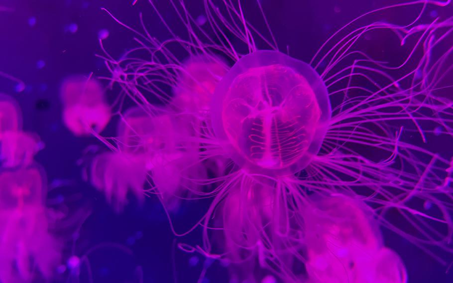 Jellyfish take on the color of a pink LED light at Sea Life Busan Aquarium in South Korea.