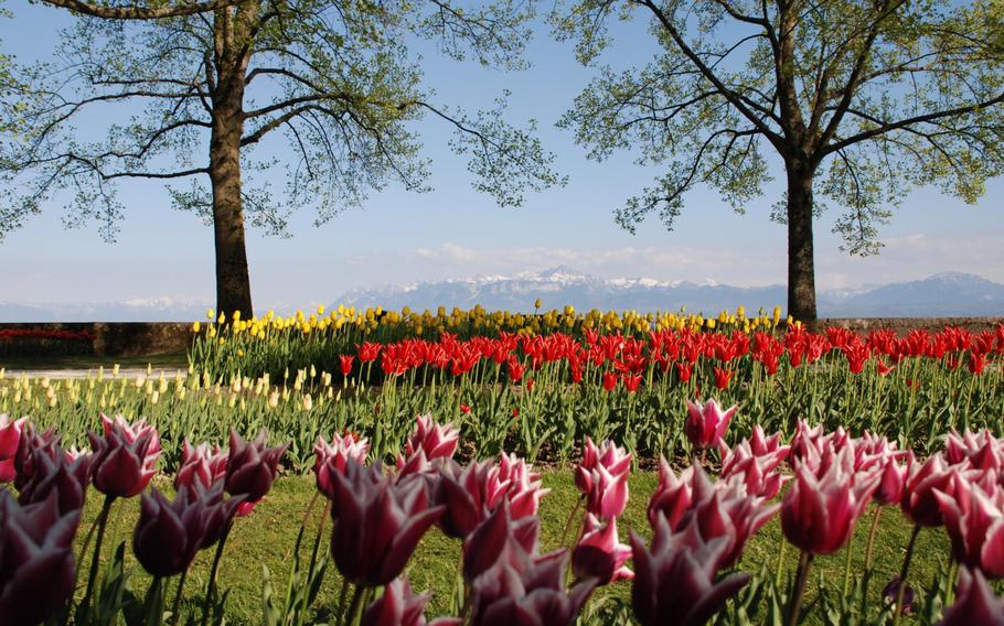 Morges, Switzerland, hosts the Tulip Festival on the shore of Lake Geneva until early May. The free festival presents more than 120,000 tulips of 300 varieties in Parc de l'Indépendance in Morges.