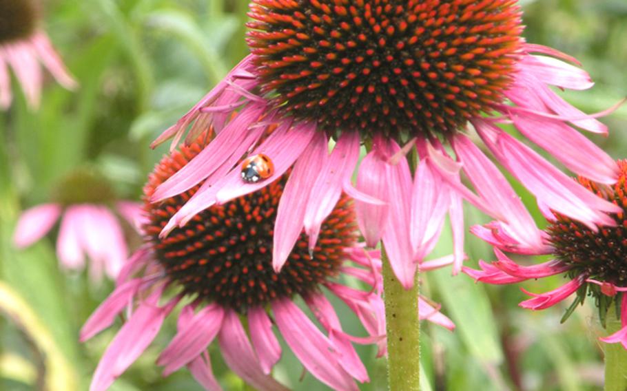 A ladybug sits atop a blooming flower petal at the Cambridge University Botanic Garden in Cambridge, England