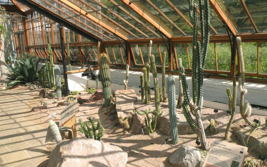 In the "Arid Lands" room of the glass house at the Cambridge University Botanic Garden in Cambridge, England, cacti from the U.S. and Africa show some of the varieties of plants that survive with little water.