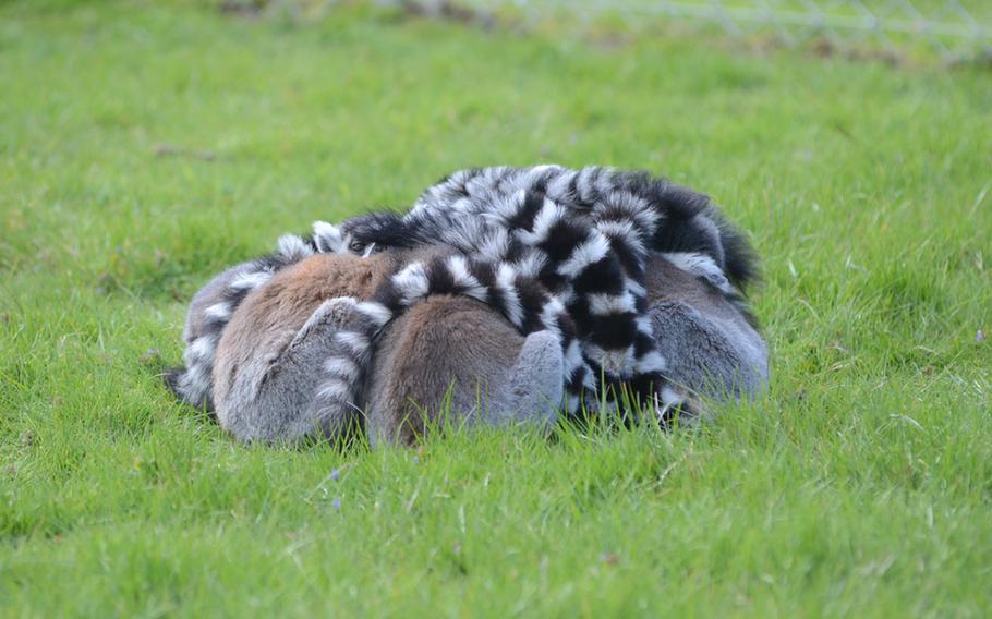 Ring-tailed lemurs huddle together for rest at Banham Zoo in Banham, England. The zoo is also home to red ruffed lemurs and its "Lemur Encounter" program invites patrons to walk through the critters' habitat.