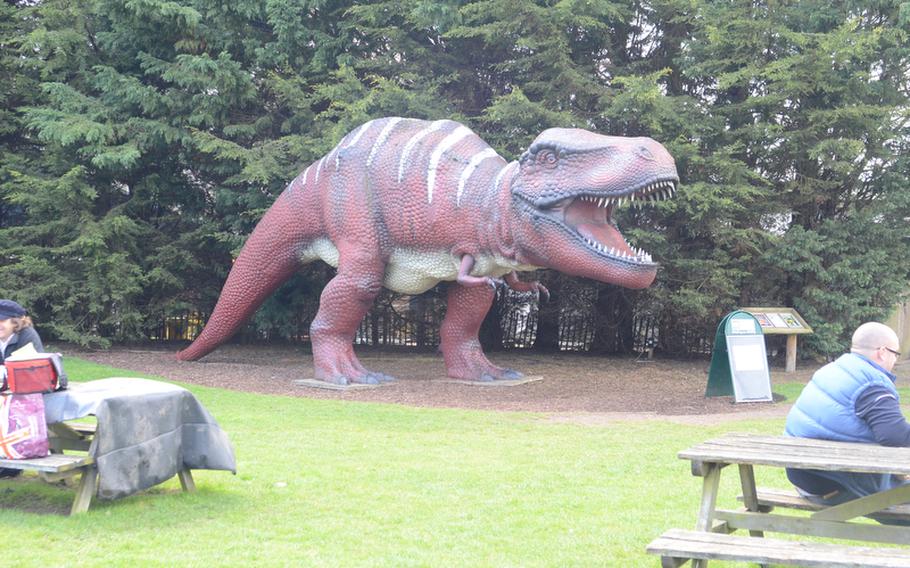 A Tyrannosaurus Rex sneers at visitors eating lunch at Banham Zoo in England. 