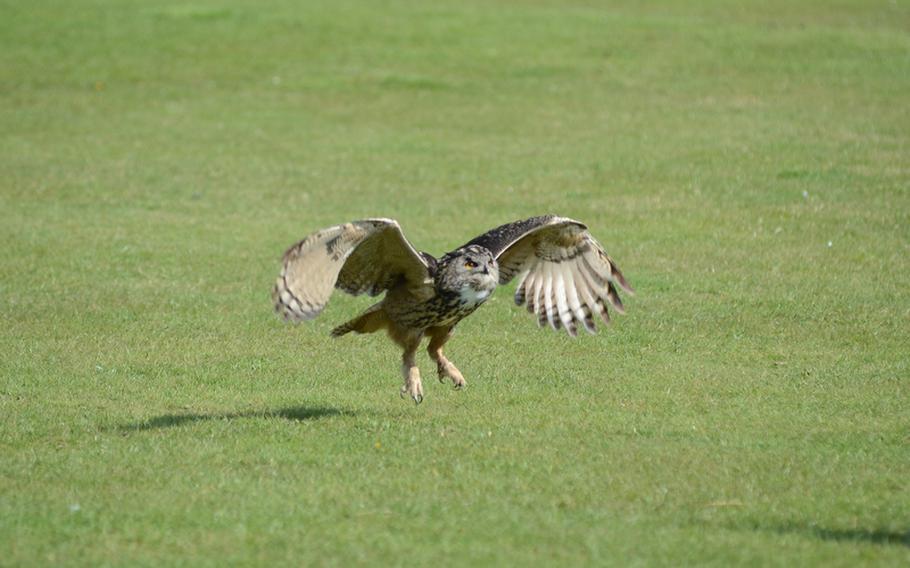 An eagle owl takes flight during a "Birds of Prey" demonstration in early April at Banham Zoo, near RAFs Lakenheath and Mildenhall.
