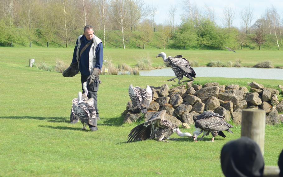 Banham Zoo employee Andy Hallsworth leads a small colony of vultures during a "Birds of Prey" demonstration April 10, 2012.