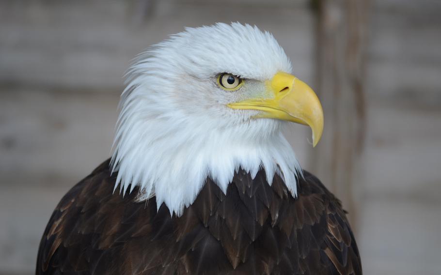 The piercing gaze of a bald eagle at Banham Zoo, England. The bald eagle often participates in the Birds of Prey demonstrations that are held daily from Easter weekend to September as the weather permits. 