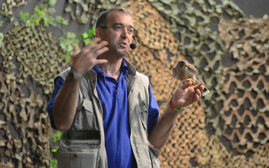 Banham Zoo animal trainer Stephen Eales holds a kestrel during an "Amazing Animals" presentation at Banham Zoo on April 10, 2012. The animals in the show included a meerkat, kookaburra, armadillo, lorikeets and rats.