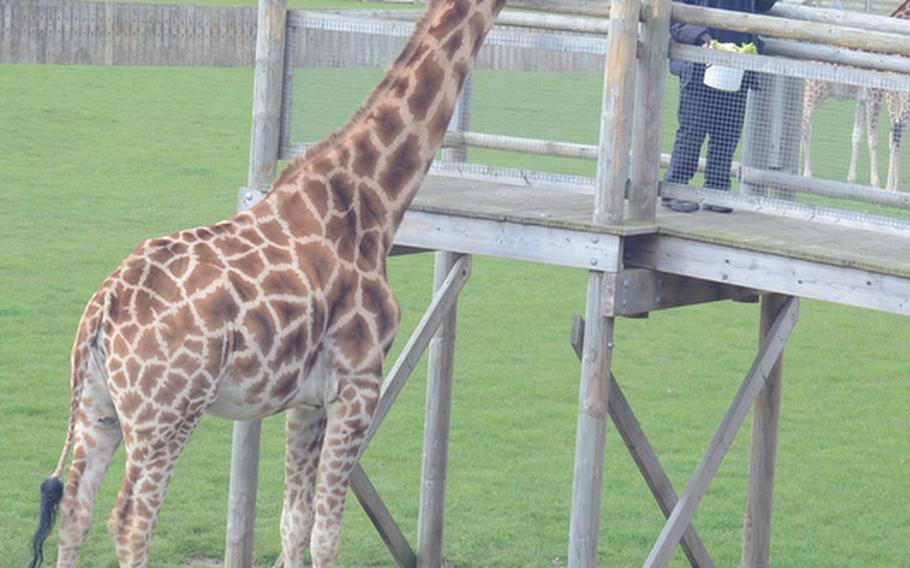 An employee at the Banham Zoo feeds a giraffe while educating bystanders during one of the feeding talks offered daily. The zoo is located near RAFs Mildenhall and Lakenheath in England.