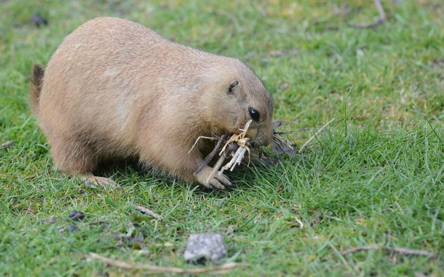 A black-tailed prairie marmot, commonly referred to as a prairie dog, collects small sticks and dead blades of grass in its mouth at the Banham Zoo, about 30 miles northeast of RAF Mildenhall and RAF Lakenheath, England.