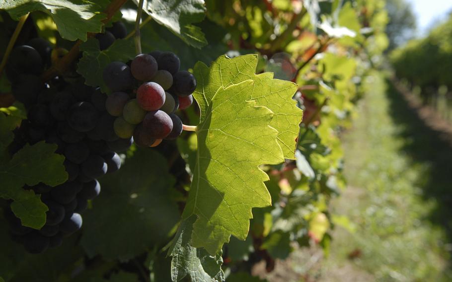 Vineyards near Edenkoben, a village along Germany's southern wine route, were full of ripened grapes in early September.

