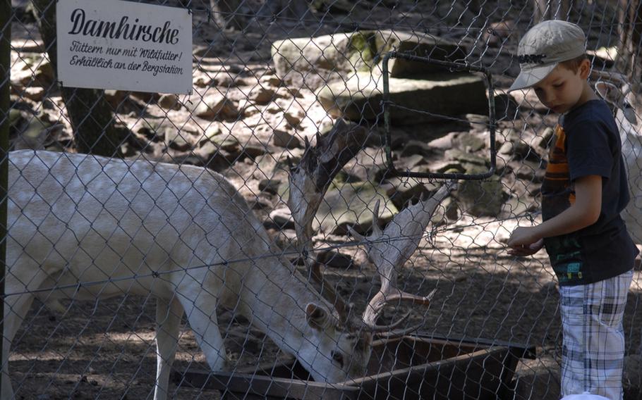 A boy feeds a deer behind the Rietburg castle ruins, near Edenkoben, Germany. Feed for the animals costs one euro.