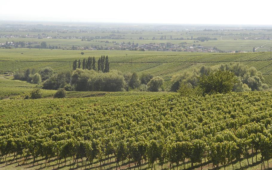 Sun-kissed vineyards decorate the landscape outside the village of Edenkoben along Germany's southern wine route.
