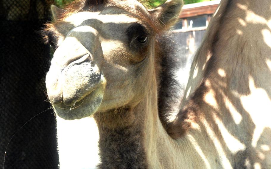  A camel regards the camera at Karlsruhe Zoo in Karlsruhe, Germany. The zoo boasts 150 species of animals.