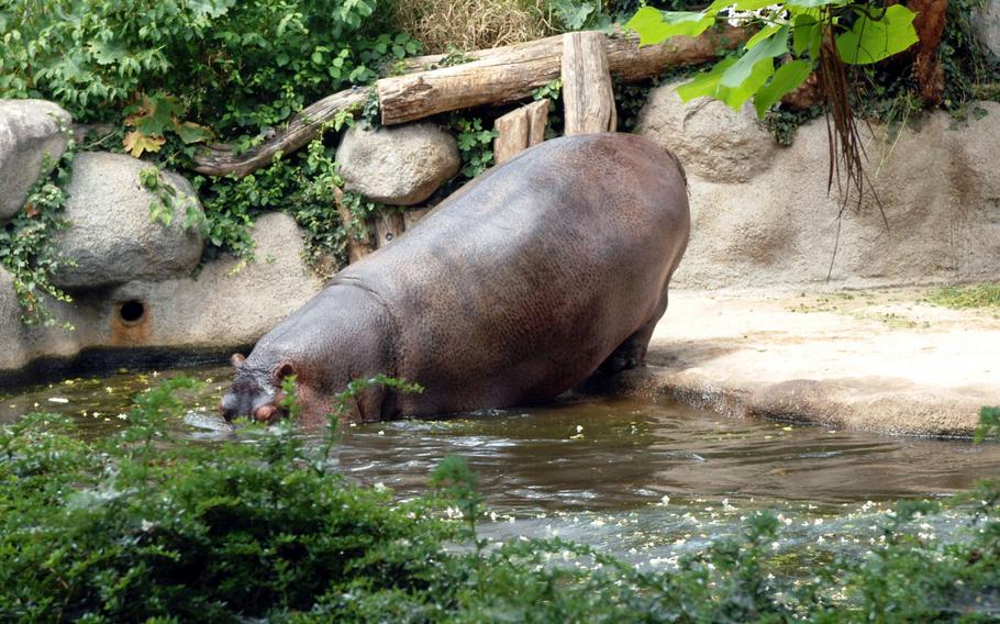  A hippo descends into the water at Karlsruhe Zoo in Karlsruhe, Germany. The zoo's sprawling grounds offer a respite from the ongoing construction that is roiling the rest of the city.