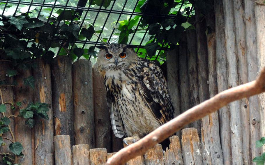  A Eurasian eagle owl peers out from its enclosure at Karlsruhe Zoo in Karlsruhe, Germany.  