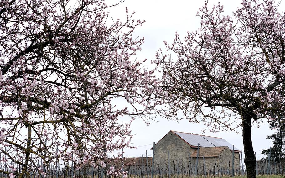 Almond trees in bloom March 23, 2021, line the German Wine Route on the northern edge of Bockenheim an der Weinstrasse, northeast of Kaiserslautern.