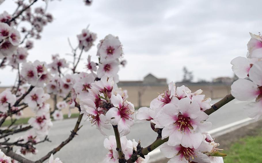 Almond trees in bloom March 23, 2021, along the German Wine Route on the edge of Bockenheim  an der Weinstrasse, northeast of Kaiserslautern.
