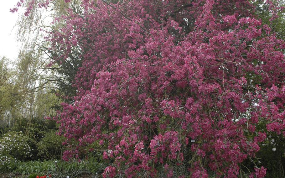 This member of the crab apple tree family displayed its brilliant pink-purple leaves in April, one of the early bloomers at the Rose Garden in Zweibrücken, Germany. The garden was open in April for the preseason, but the official season began May 1.