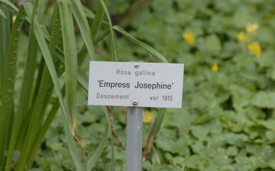 "Empress Josephine" is one of more than a 1,000 types of roses that grows at the Rose Garden in Zweibrücken, Germany. While the roses weren't in bloom yet in April, they are expected to be bursting in color in mid-May.