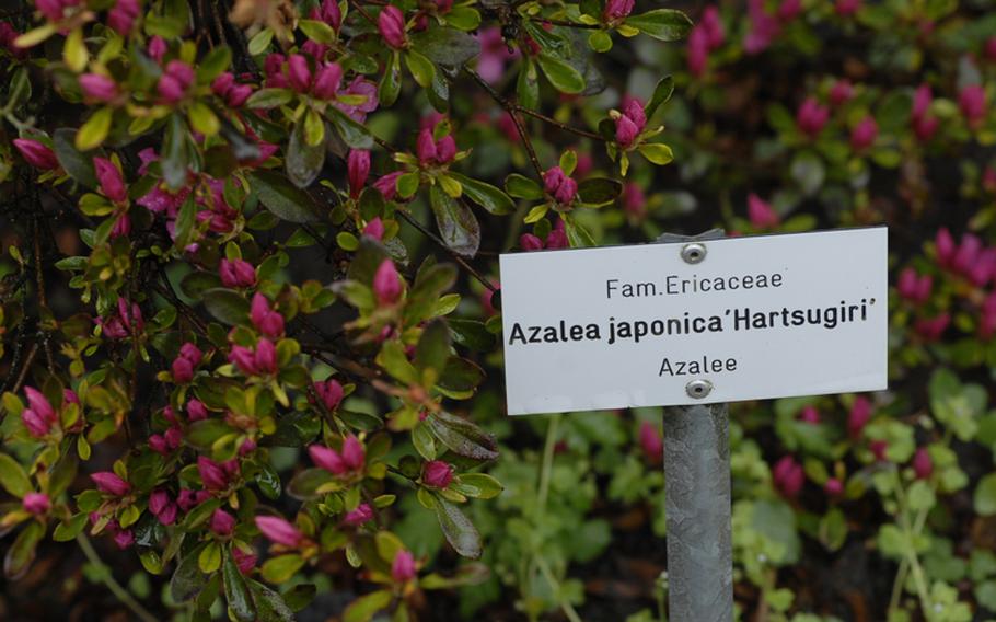 The Rose Garden in Zweibrücken, Germany, might be famous for its roses, but it also features about 900 other varieties of plants, including this flowering azalea shrub from Japan.