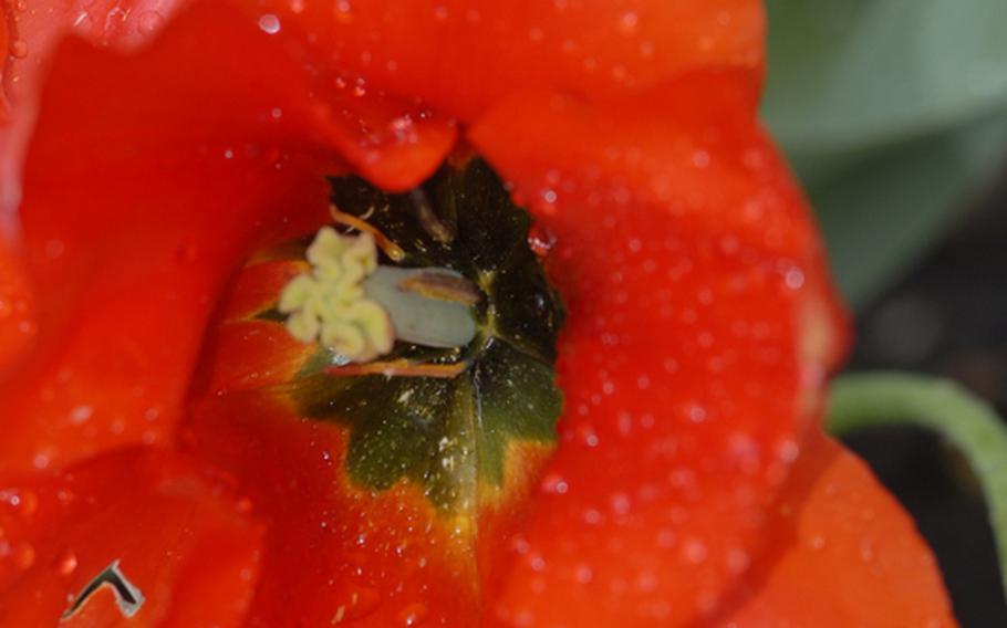 While the yellow tulips refused to open in the April chill, this red tulip didn't seem to mind a cool shower at the Rose Garden in Zweibrücken, Germany. The garden's official season began May 1.