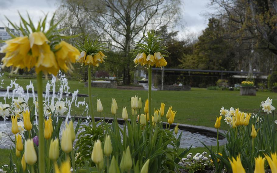 Tulips and daffodils dominate the flower landscape during the preseason in April at the Rose Garden in Zweibrücken, Germany.