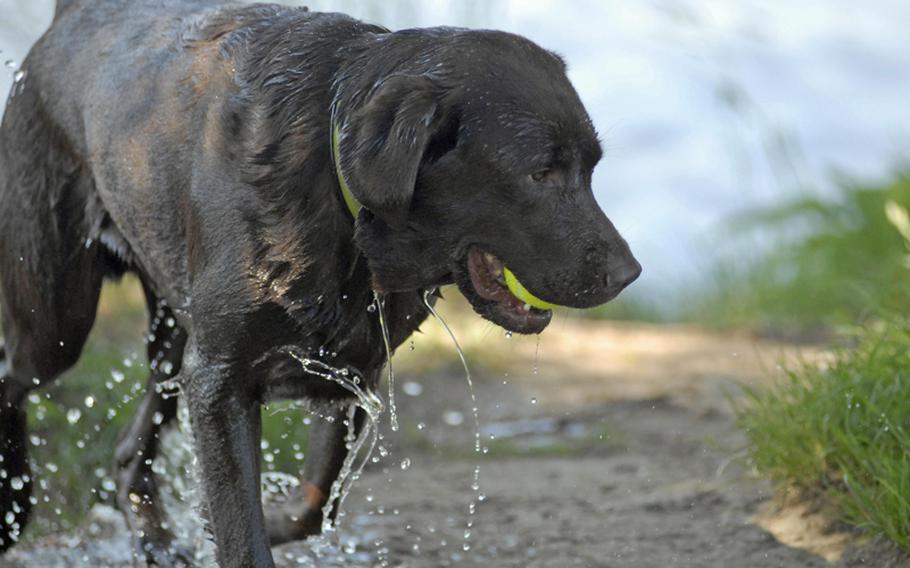 Dylan, a chocolate Labrador retriever and the author's dog, climbs out of the Main River after fetching a tennis ball.