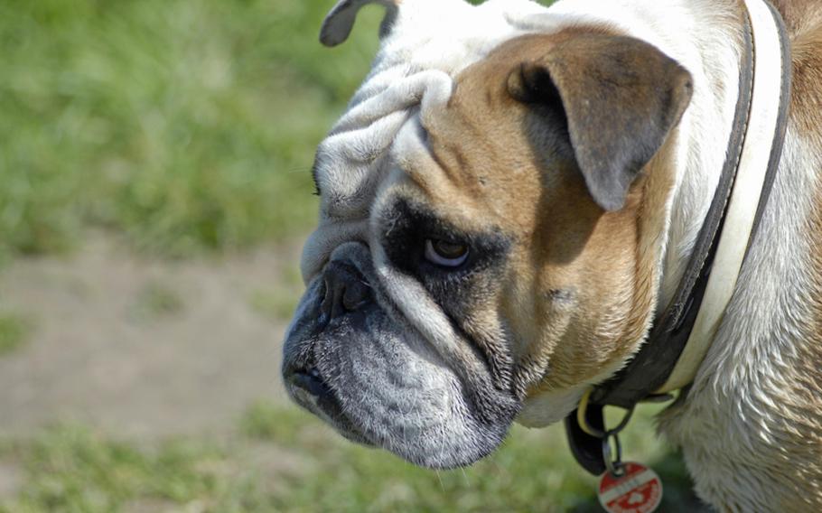 An English Bulldog stops to take a breather on a hot day in Hochheim am Main, where pooches can run on or off leash through fields of flowers or take a cool dip in the Main River.