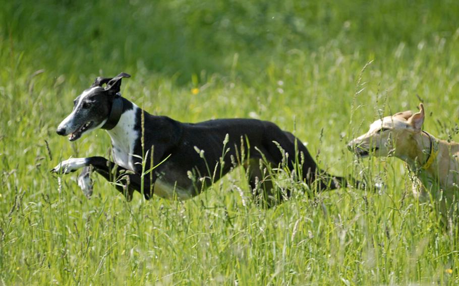 Dogs frolick in the tall grass of meadows at an area of land in Hochheim am Main, Germany, beside the Main River. Hochheim is about a 15-minute drive from Wiesbaden.