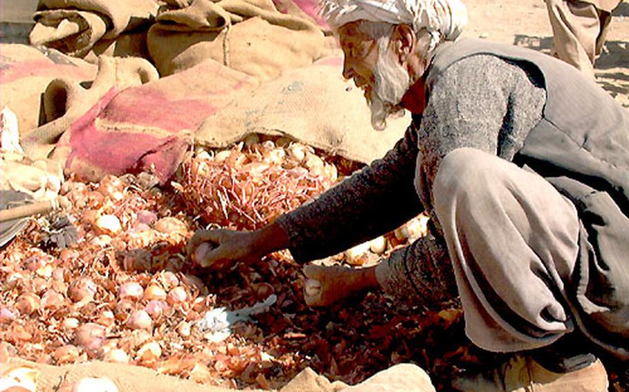 A man sorts through a pile of onions offered for sale in Kabul&#39;s central marketplace. Onions, cucumbers, cheese and yogurt made from goat&#39;s milk, rice, bread, and tea are the staples of the Afghan diet. Meat is a luxury, and most people eat it only on religious holidays and special celebrations like weddings.