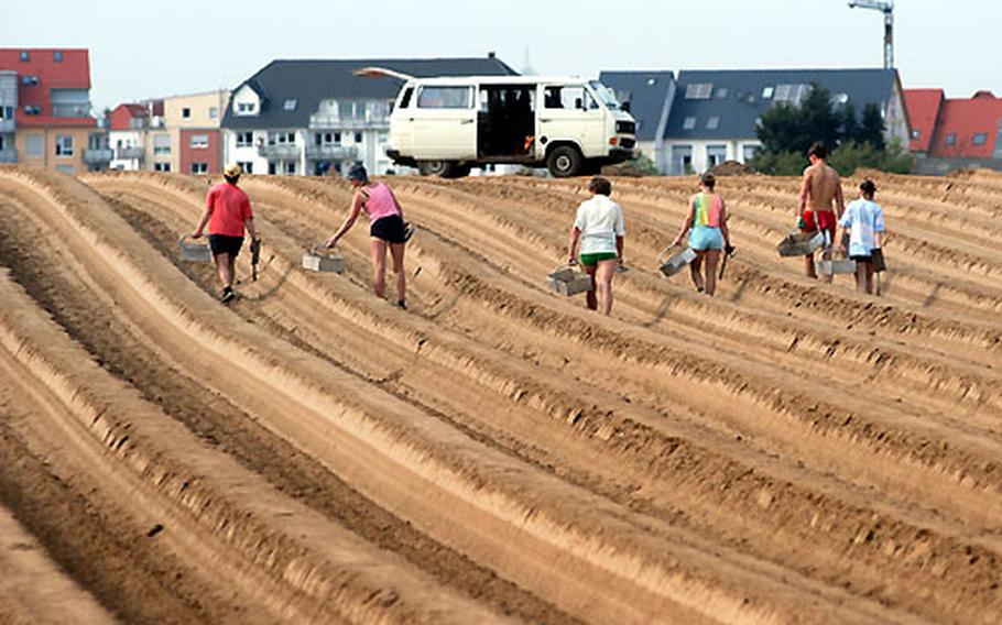 Pickers walk through an asparagus field searching for sprouting spargel.