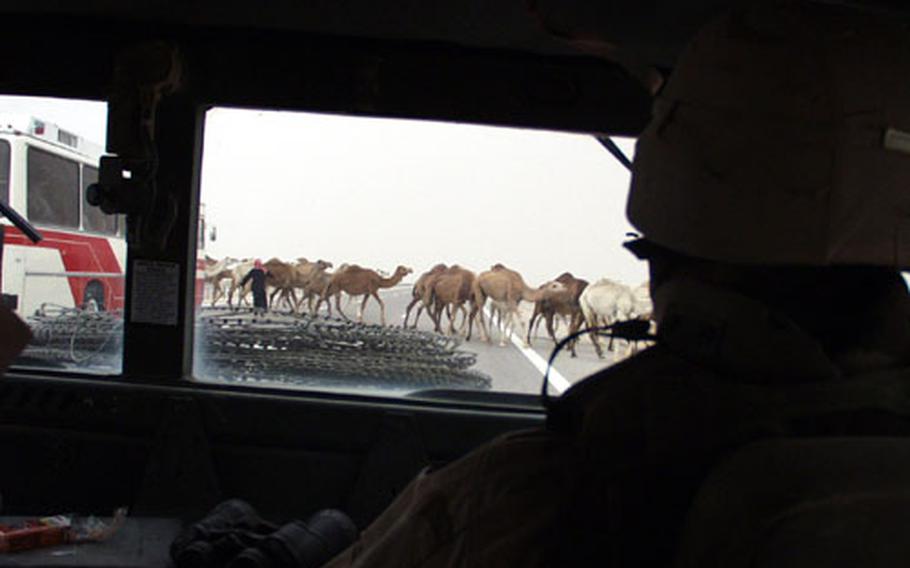 Although any stop by a convoy meant a force protection risk, Army Spc. Jennifer Parsons had no choice but to stop after a Bedouin led his camels across the highway and into the convoy.