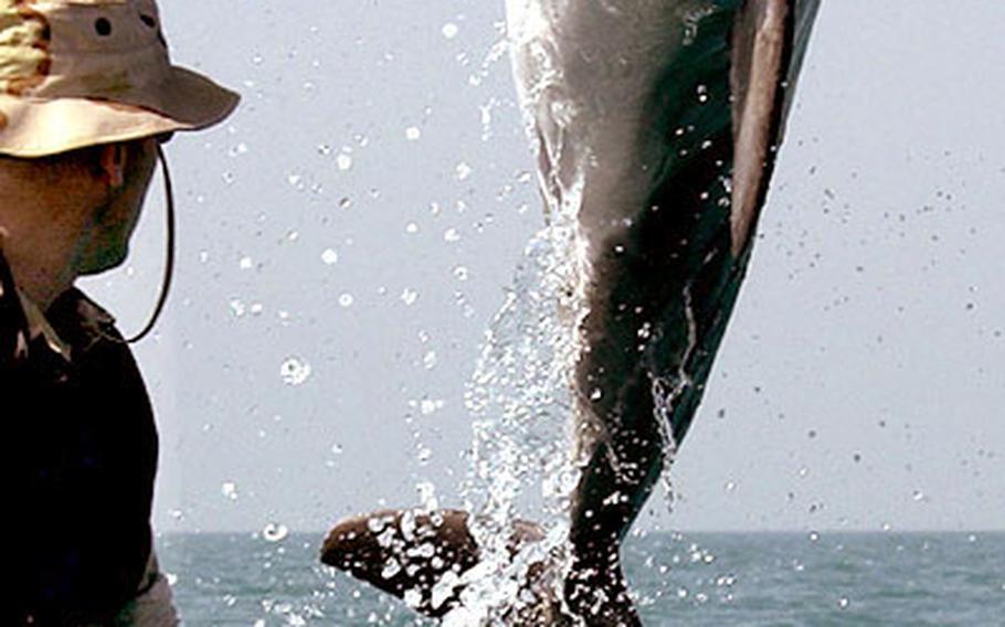 K-Dog, a bottlenose dolphin, leaps out of the water in front of Sgt. Andrew Garrett while training near the USS Gunston Hall in the Arabian Gulf. Attached to the dolphin’s pectoral fin is a “pinger” device that allows the handler to keep track of the dolphin when it is out of sight.