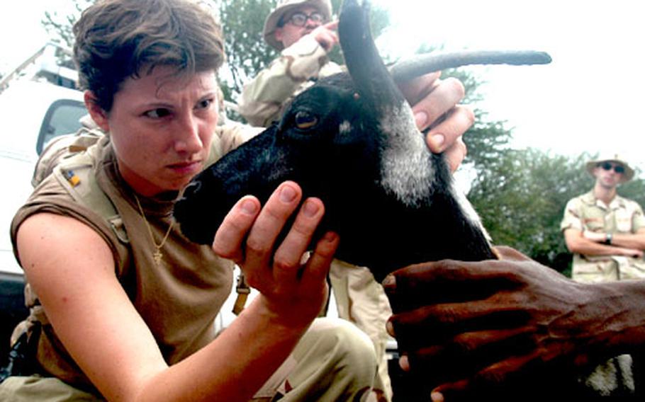 Army 1st Lt. Amy Peterson-Colwell, 28, a veterinarian, inspects a sickly goat during a veterinary civil action program in a remote valley near Tadjoura in Djibouti, Africa. The Mt. Vernon, Ohio, native is a reservist with the 412th Civil Affairs Battalion.