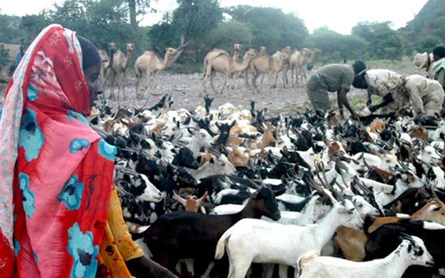 A young girl watches over her herd as reservists with the 412th Civil Affairs Battalion treat goats and camels during a civil action program in a remote valley near Tadjoura.