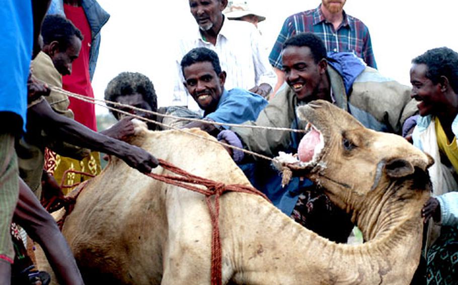 An annoyed camel protests as Djiboutians roll him over for treatment. The camel was tied up so he wouldn’t kick service members treating him.