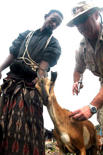 Army Sgt. 1st Class William Dickson, 41, a dental specialist training as a veterinary technician, gives a goat a de-worming vaccine. The Fort Lauderdale, Fla., native is with the 412th Civil Affairs Battalion.