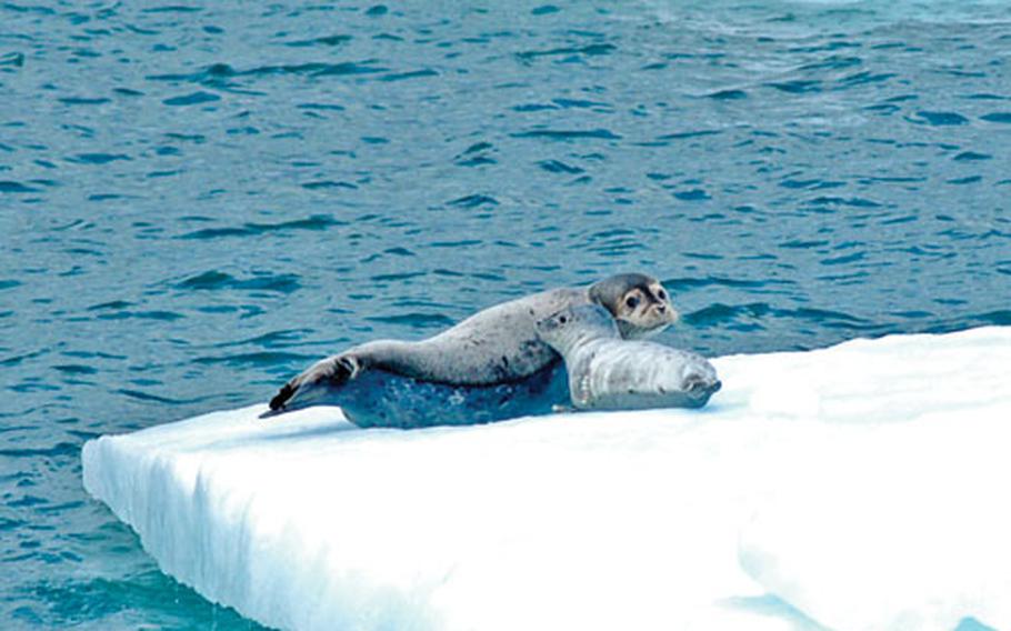 A harbor seal and her pup sit on an ice floe in Columbia Bay.