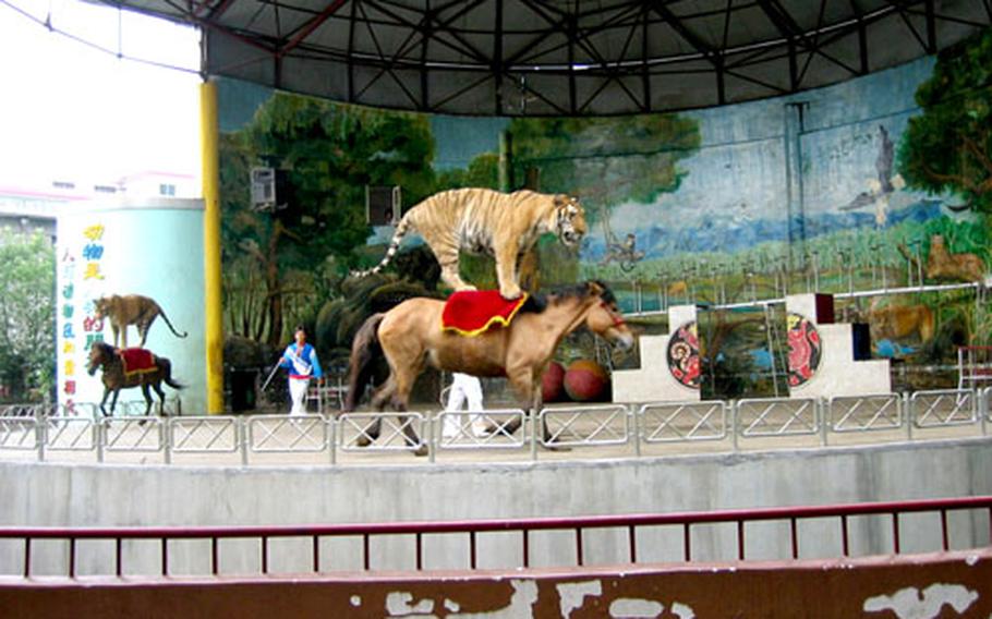 Newly adoptive parents have time to see the local sights while awaiting final documents. Here, tigers hitch rides on horses at the Nanchang Zoo.